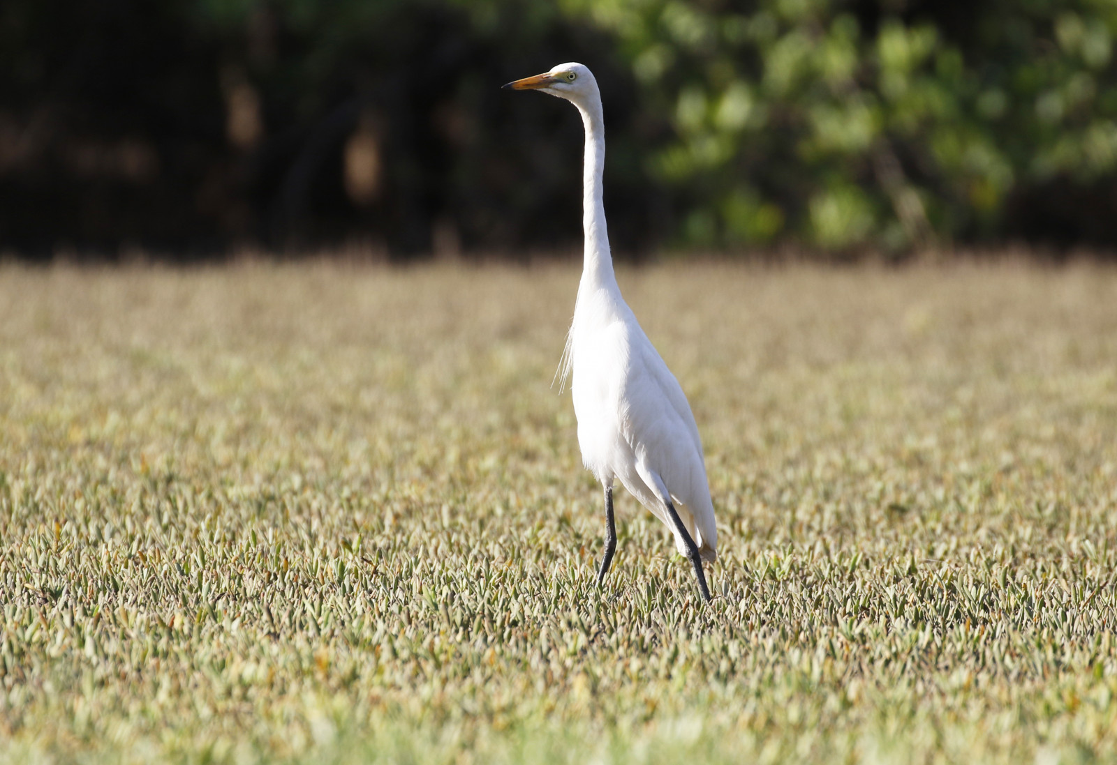 Medium Egret (Ardea intermedia) | Birdingplaces