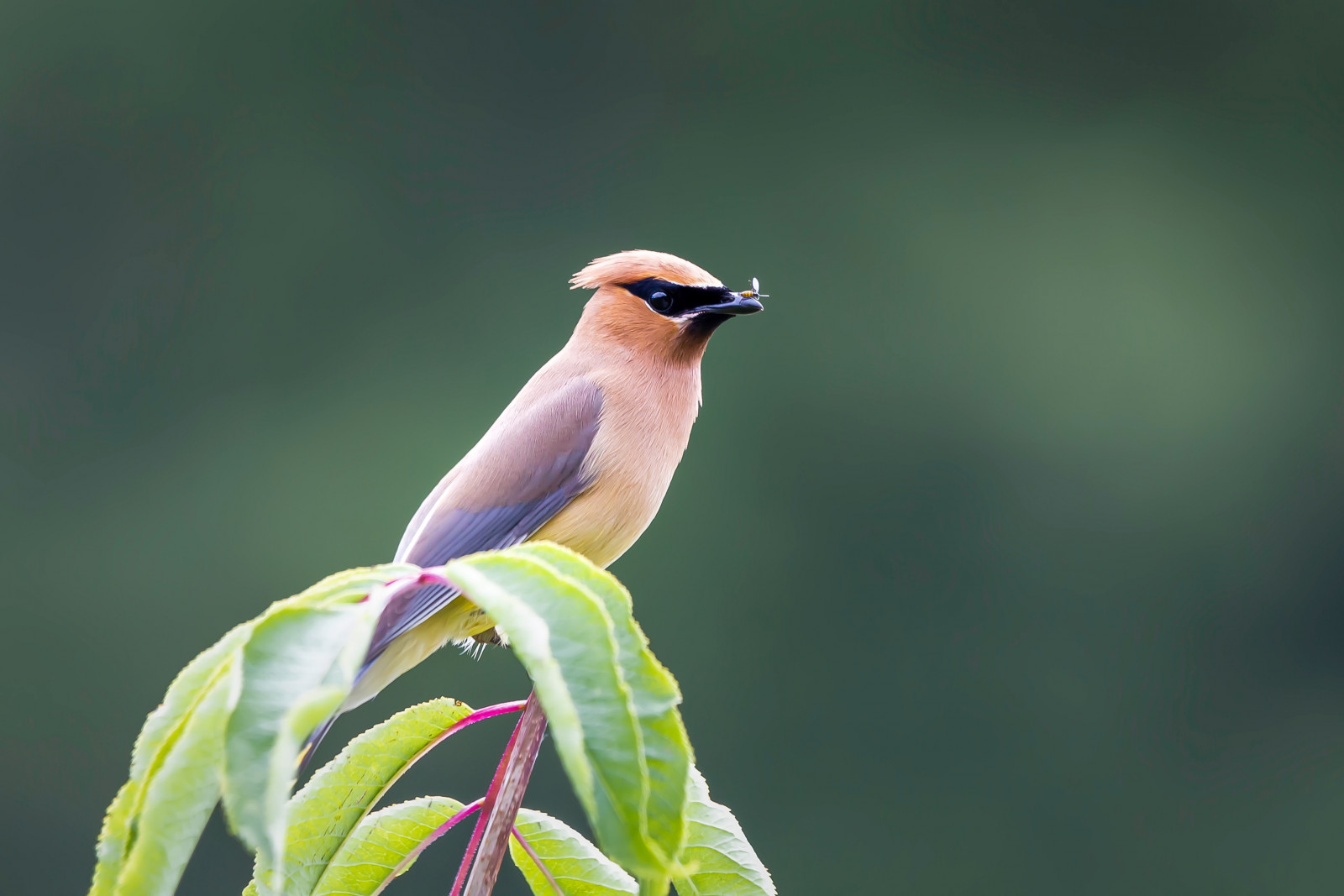 image Cedar Waxwing