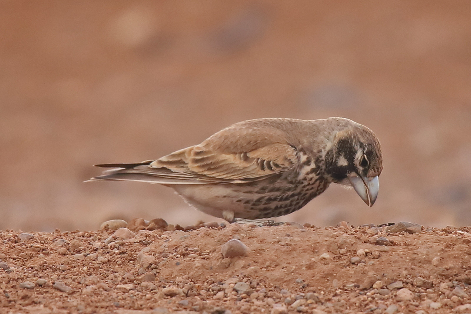 image Thick-billed Lark