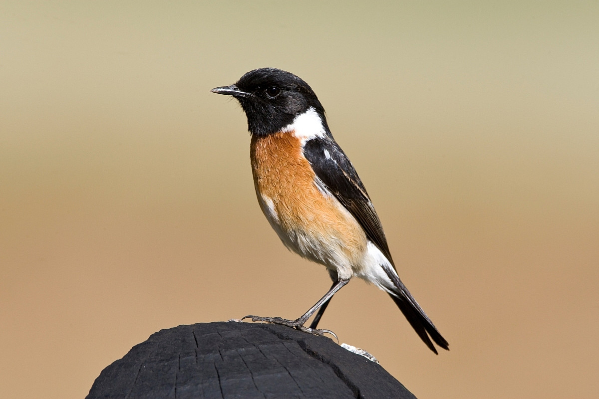 image African Stonechat
