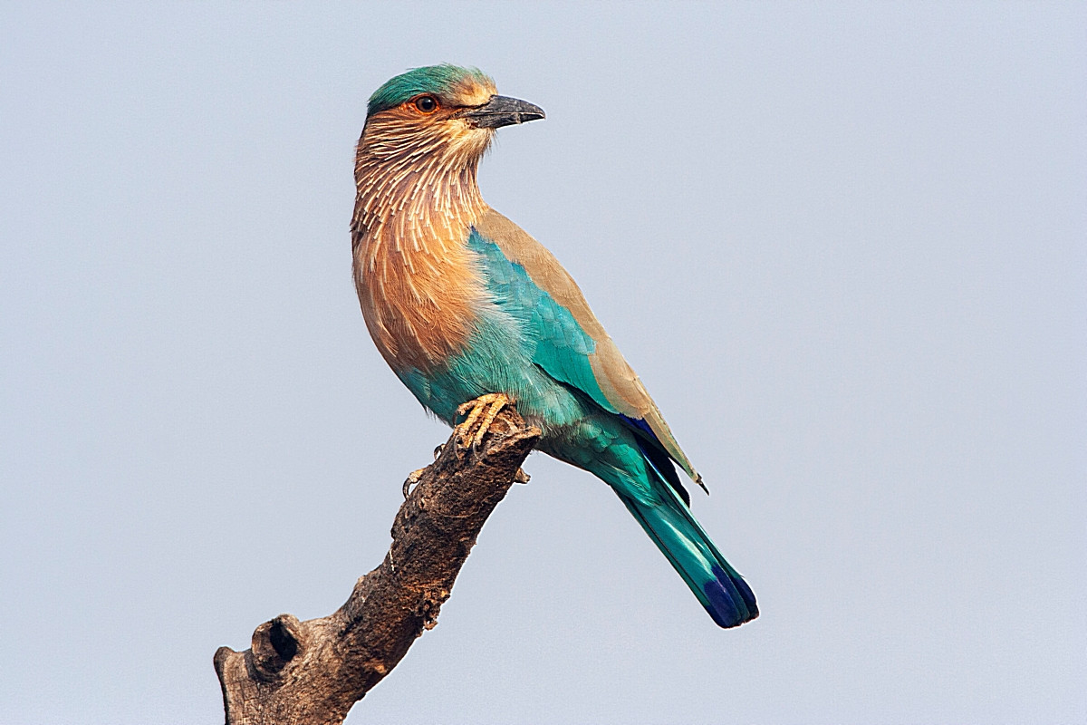 image Indian Roller