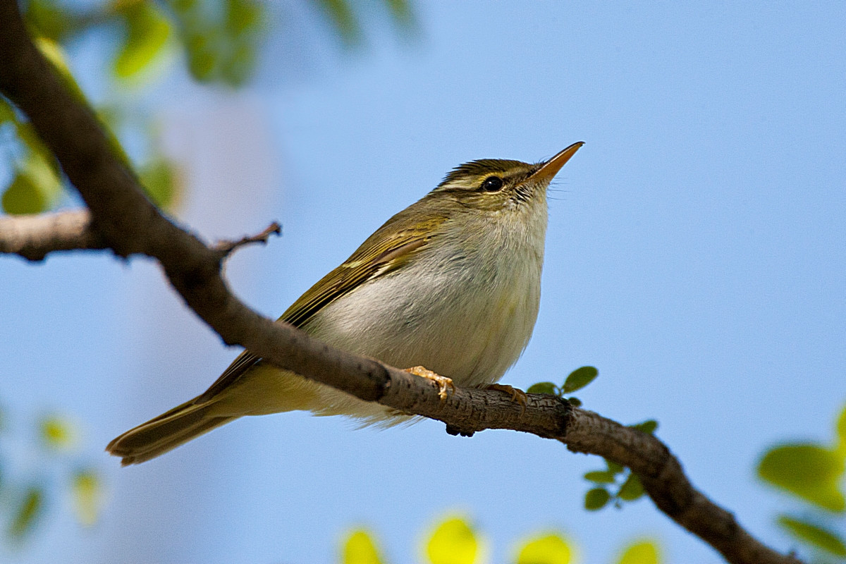 Eastern Crowned Warbler (Phylloscopus coronatus) | Birdingplaces