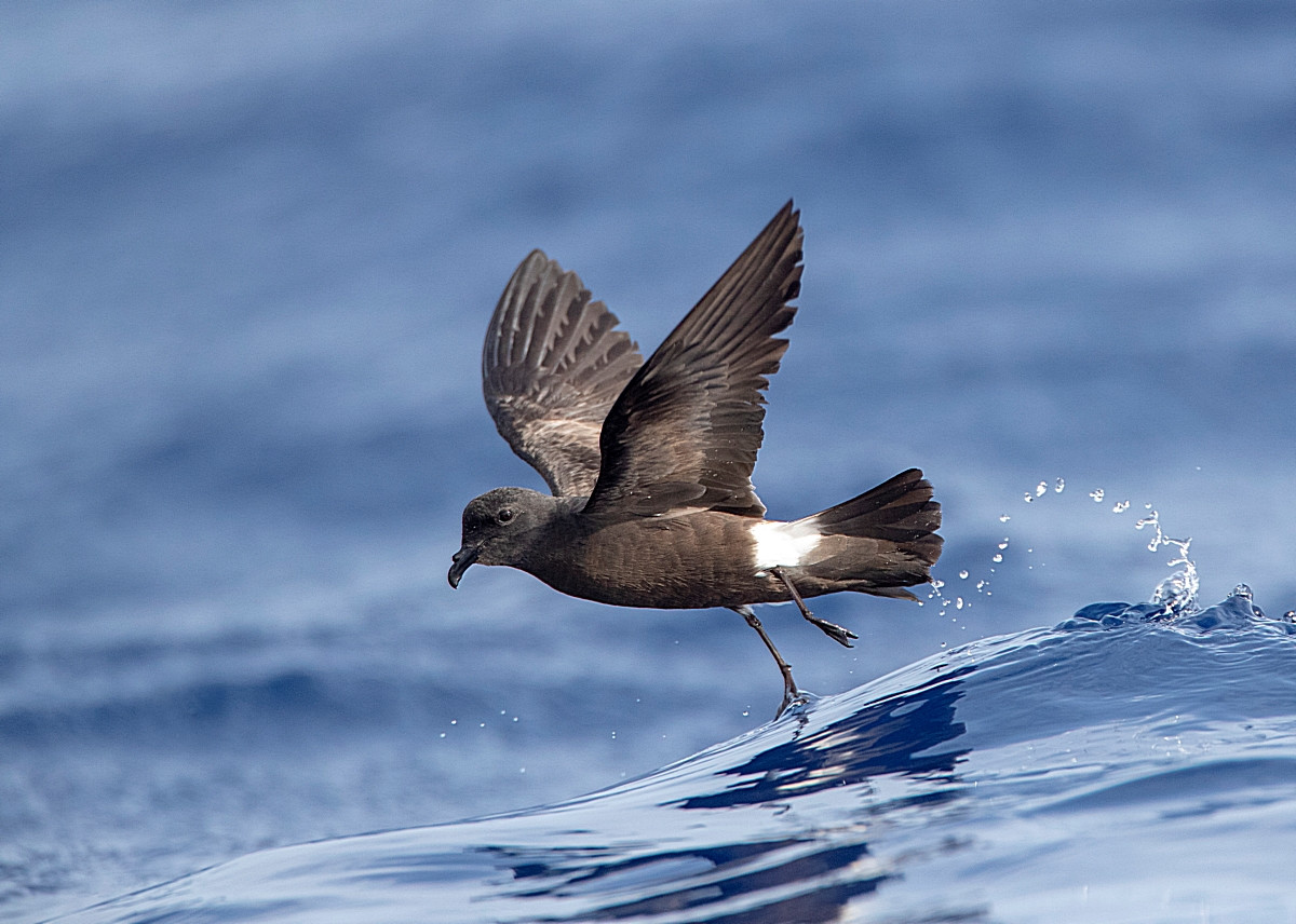 image Madeiran Storm Petrel