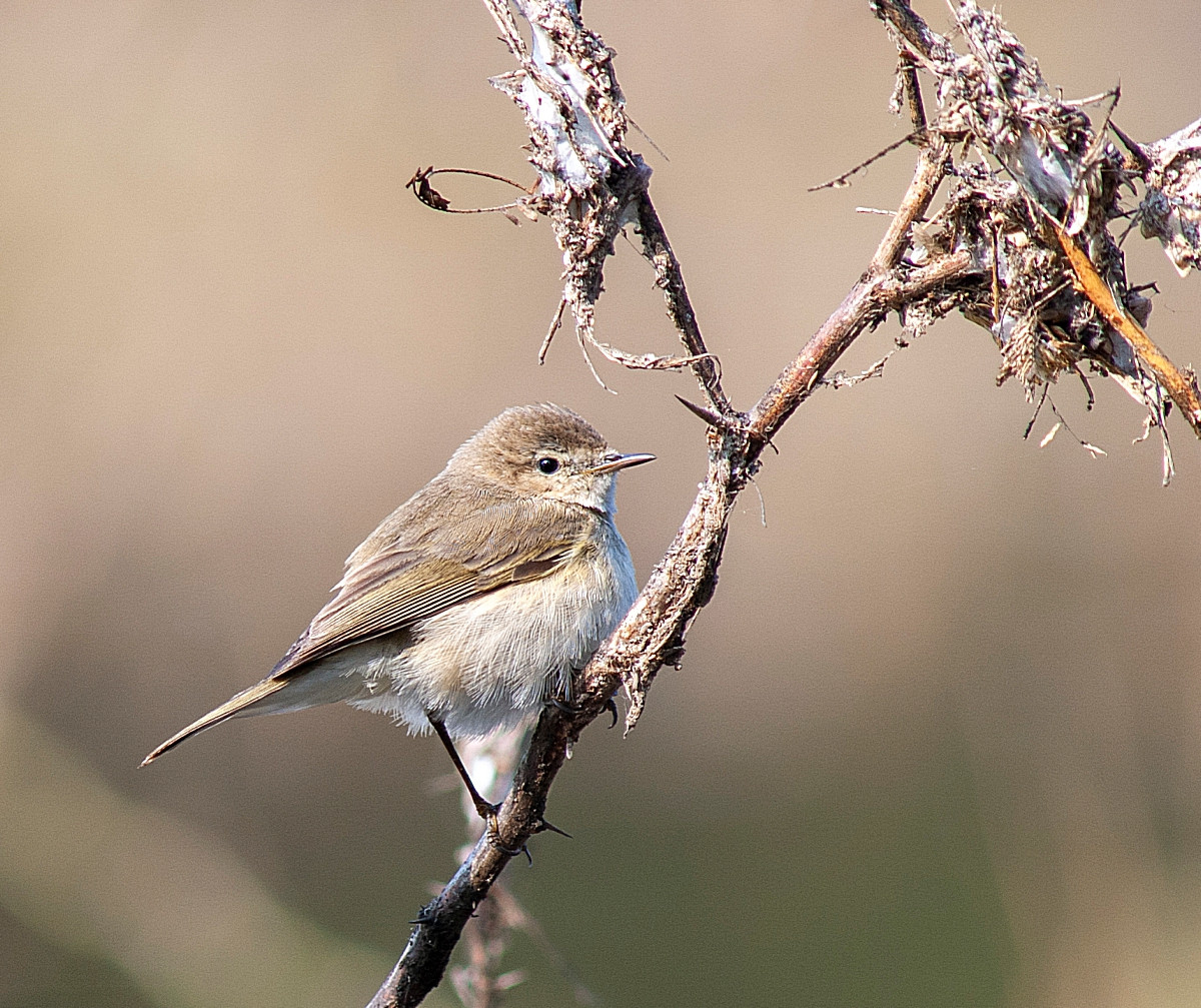 image Siberian Chiffchaff
