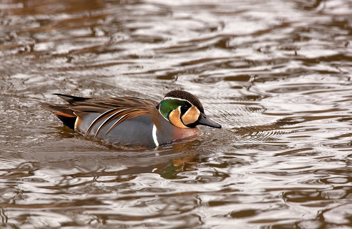 image Baikal Teal