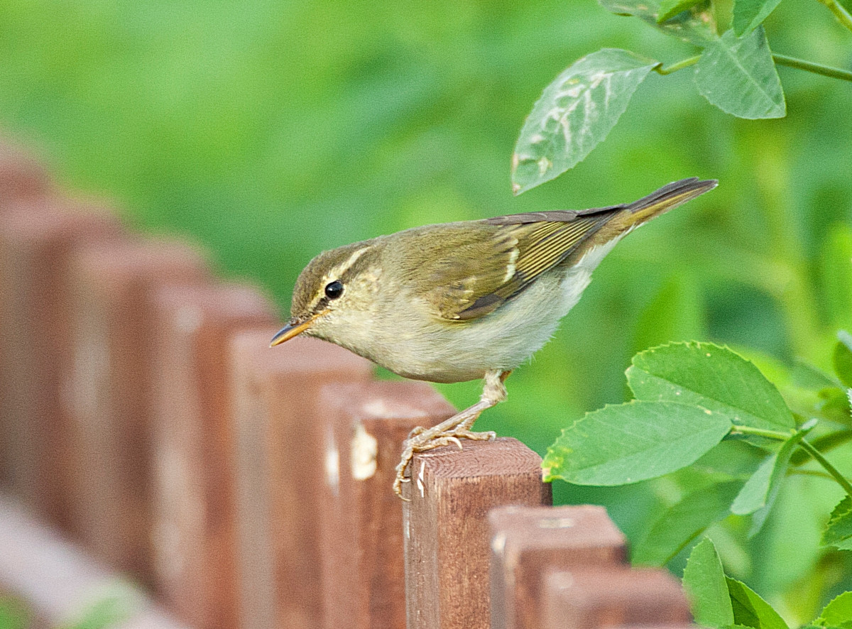 image Two-barred Warbler