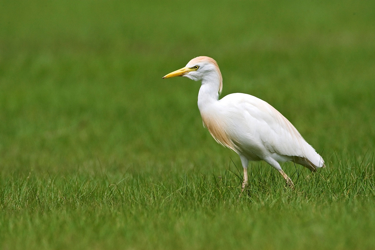 image Cattle Egret