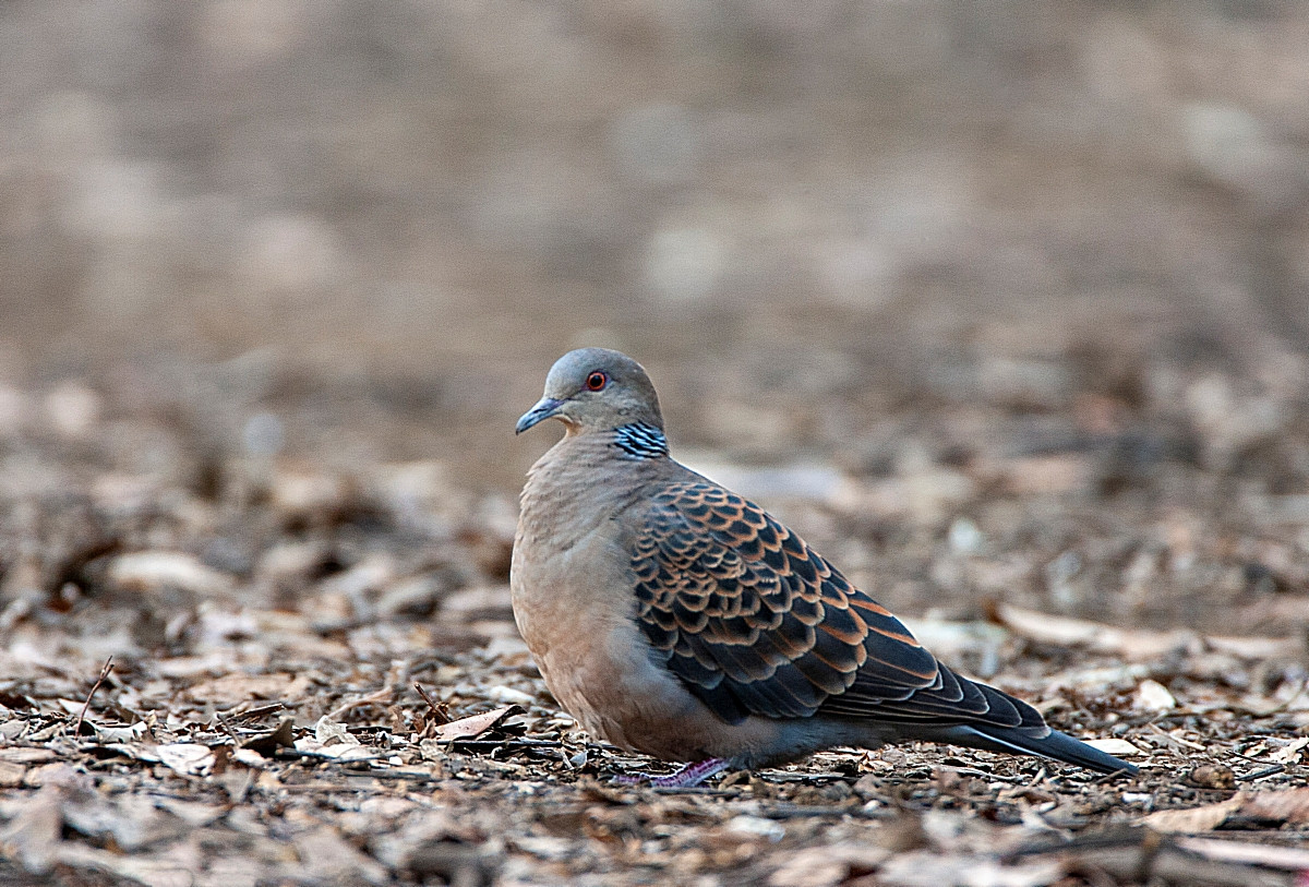 image Oriental Turtle Dove