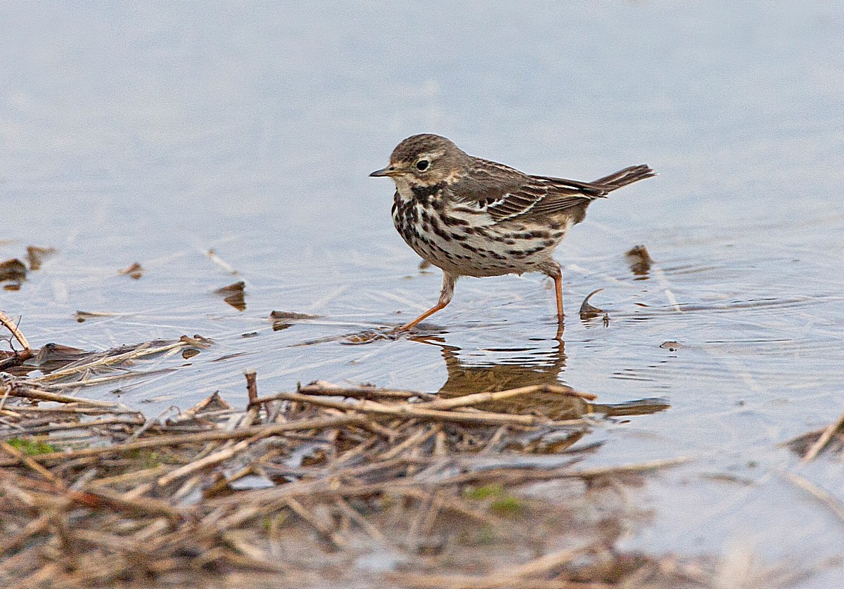 image Buff-bellied Pipit