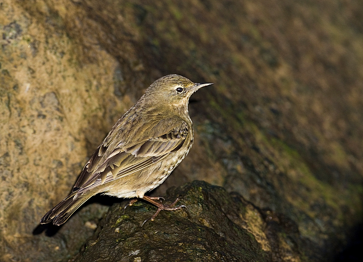 image Rock Pipit