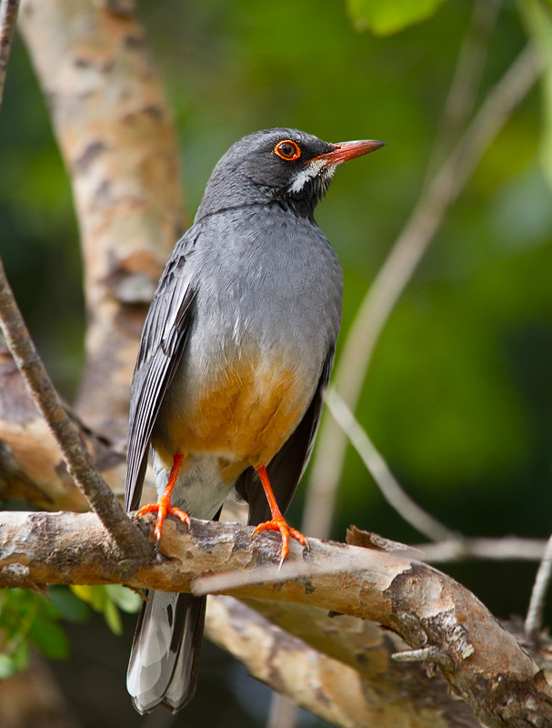 image Red-legged Thrush