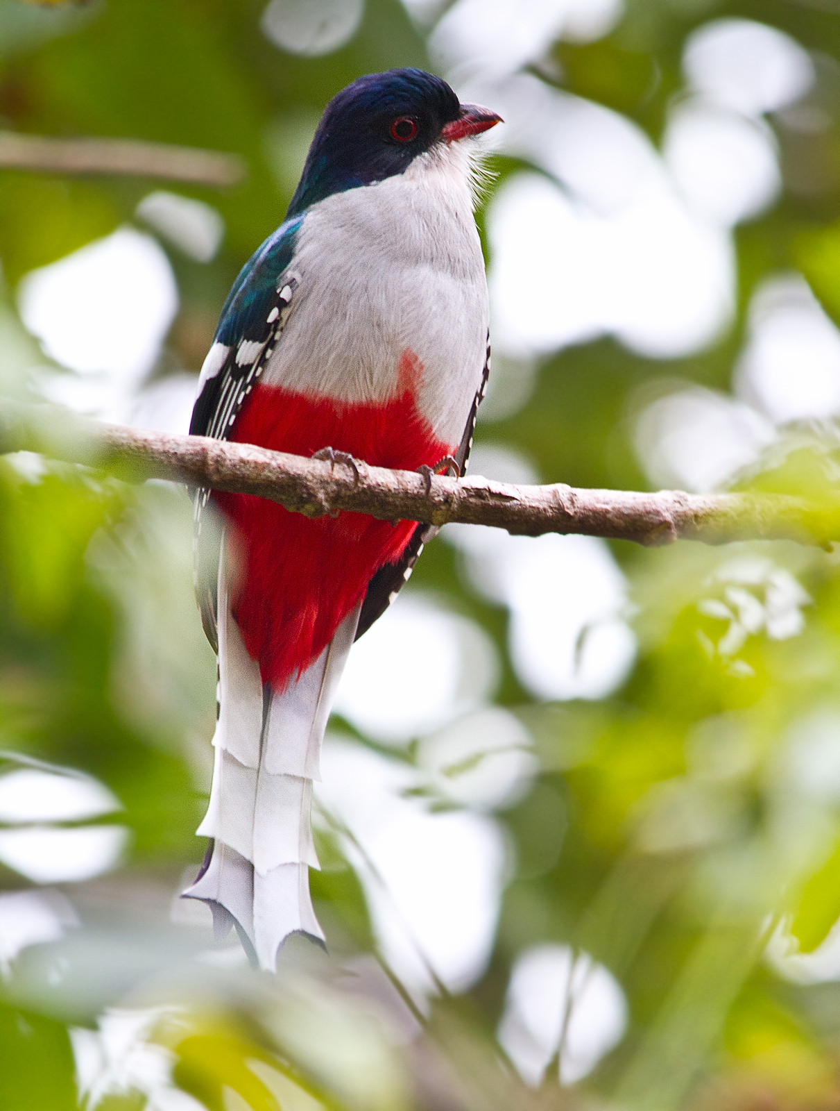 Cuban Trogon (Priotelus temnurus) | Birdingplaces