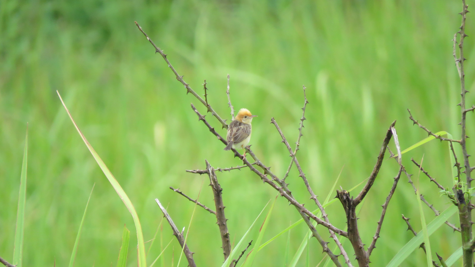 image Golden-headed Cisticola