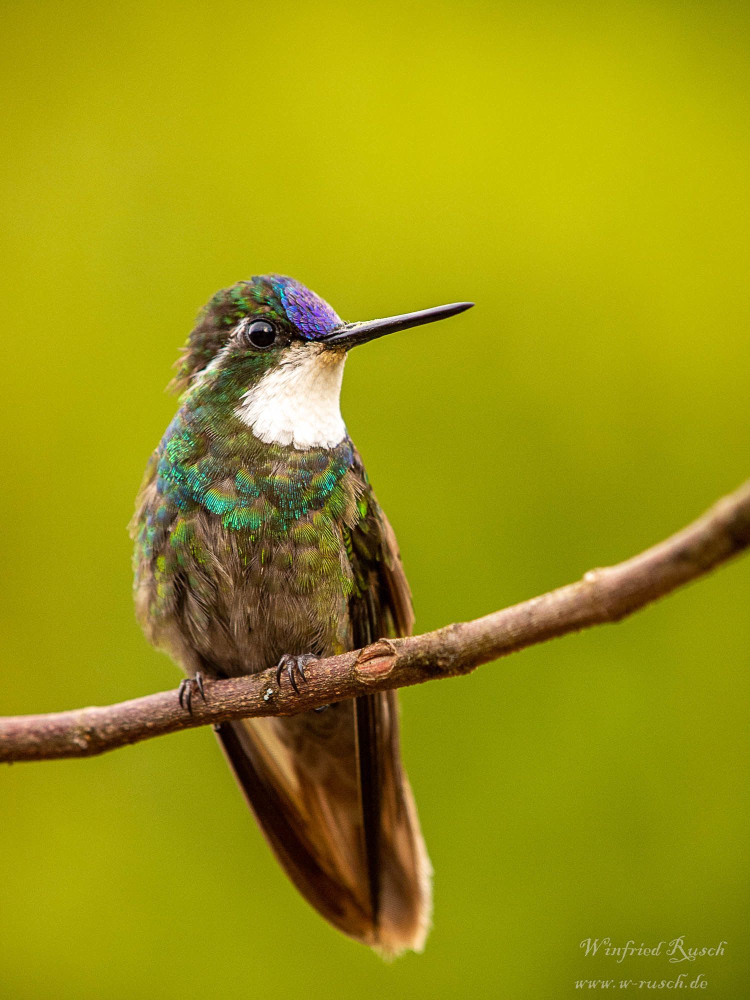 image White-throated Mountain-gem