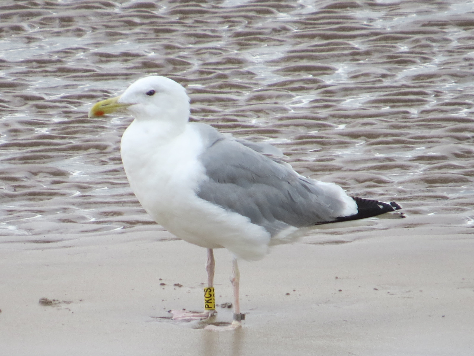 Amble And The Coquet Estuary 