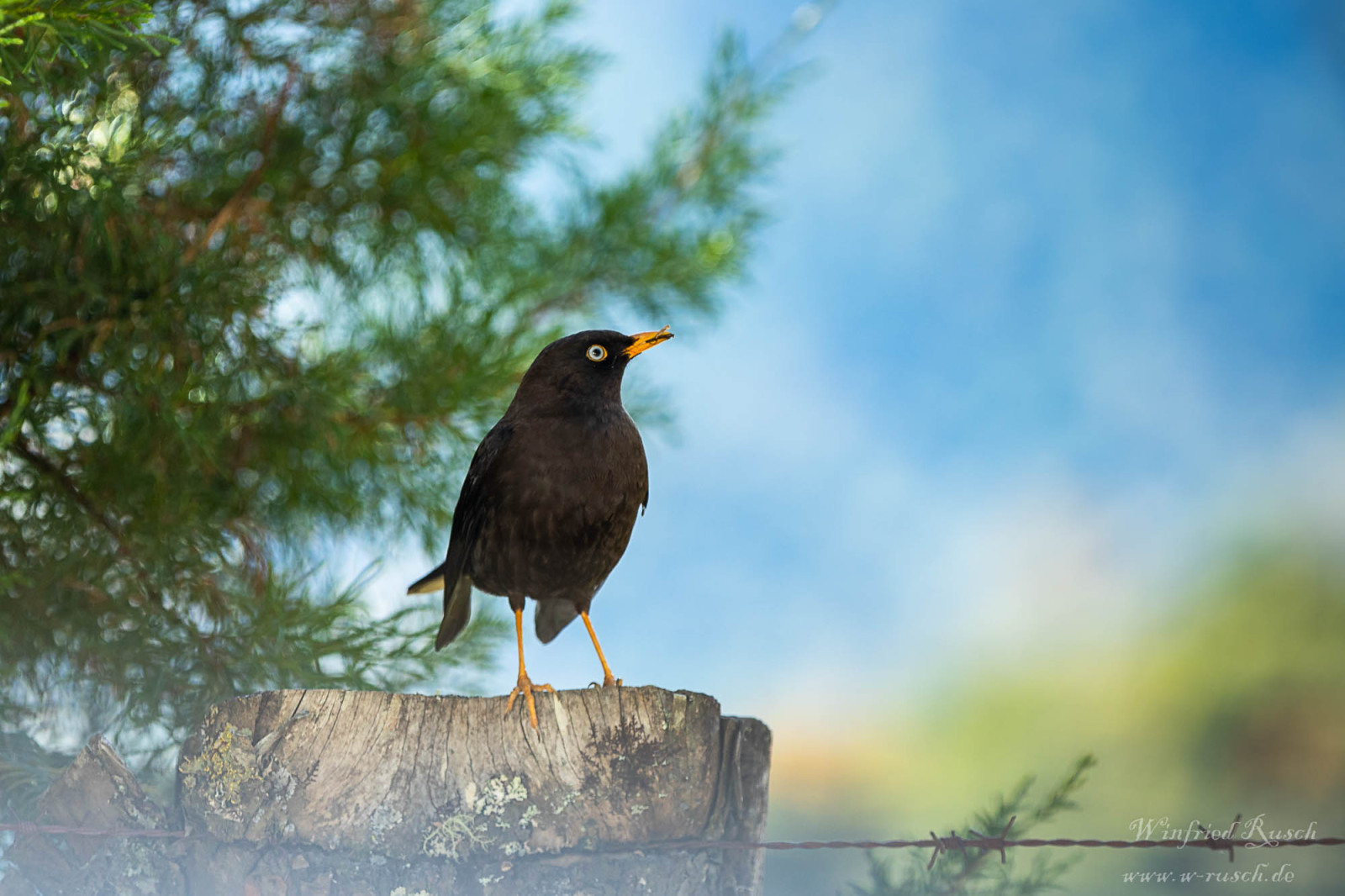 image Sooty Thrush
