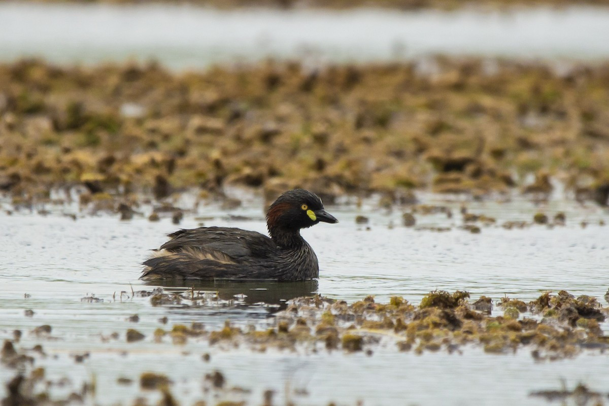 Cooby Dam | Birdingplaces