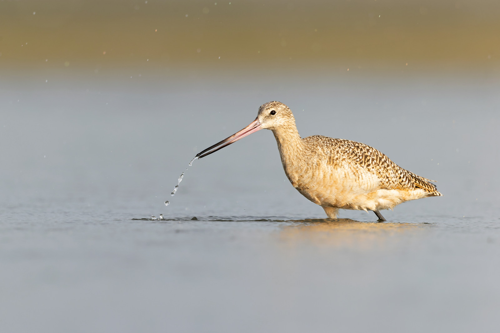 image Marbled Godwit