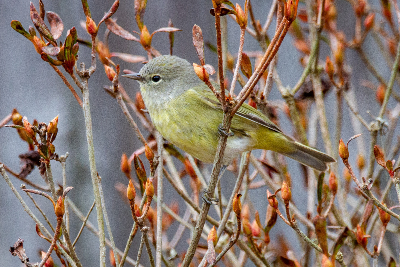 image Orange-crowned Warbler