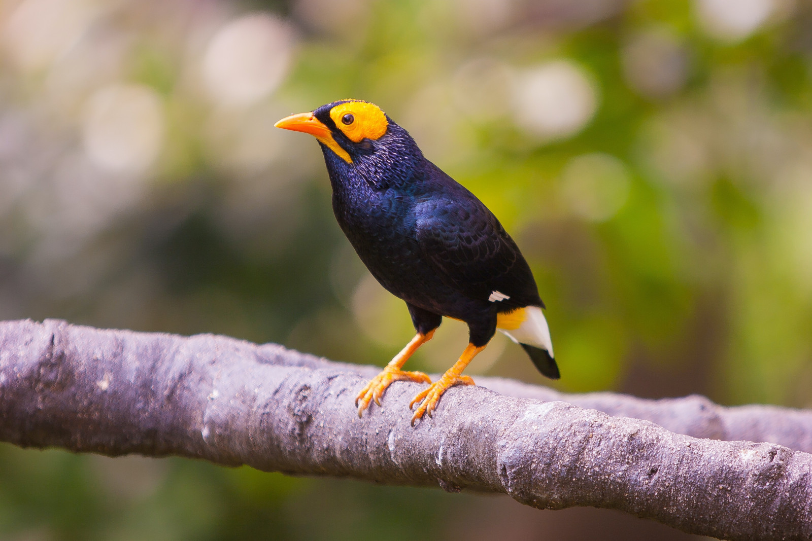 image Yellow-faced Myna