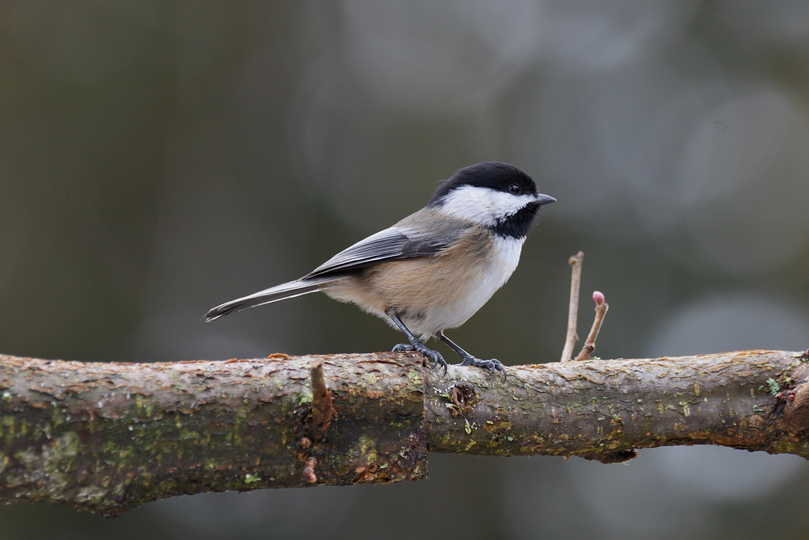 image Black-capped Chickadee