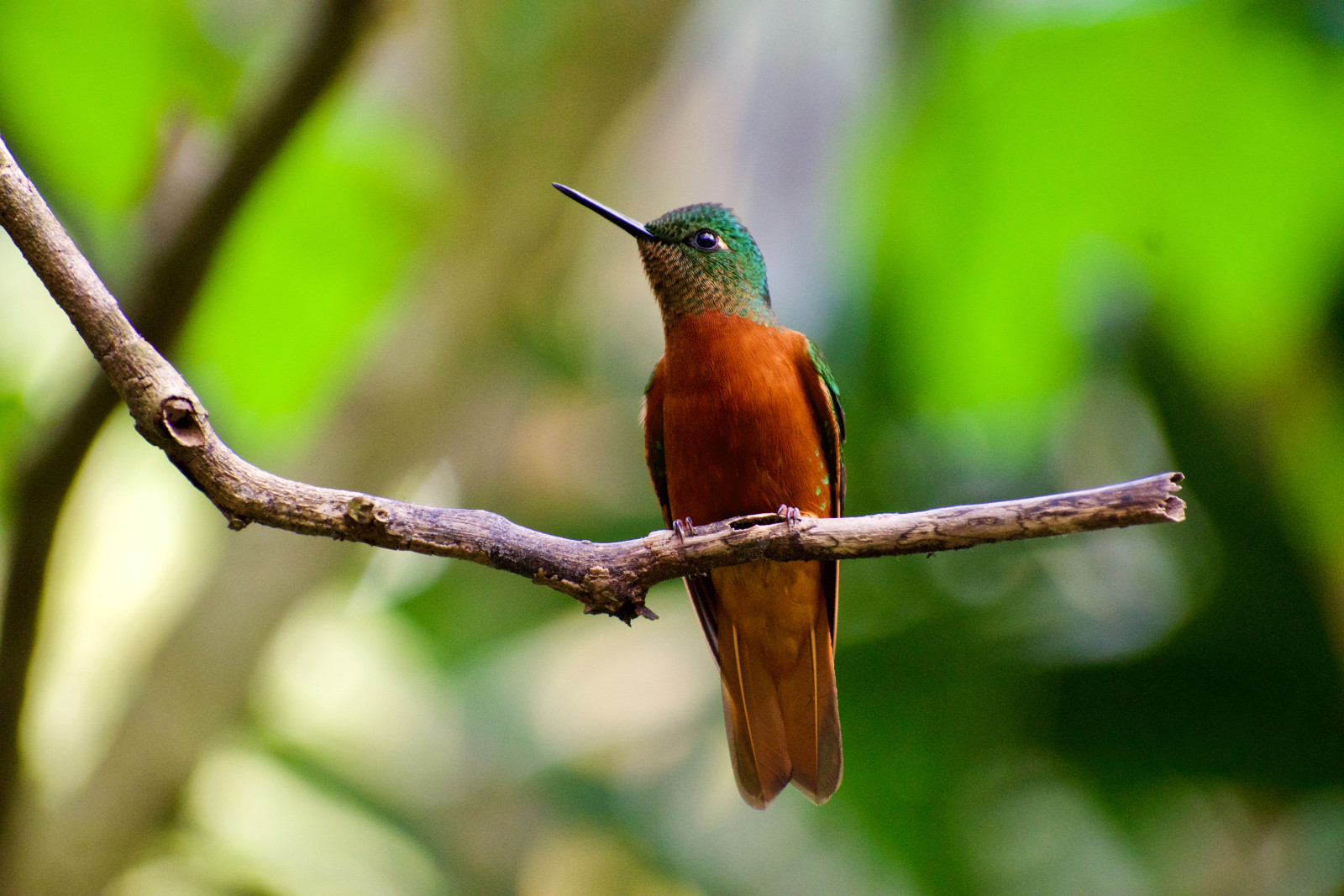 image Chestnut-breasted Coronet