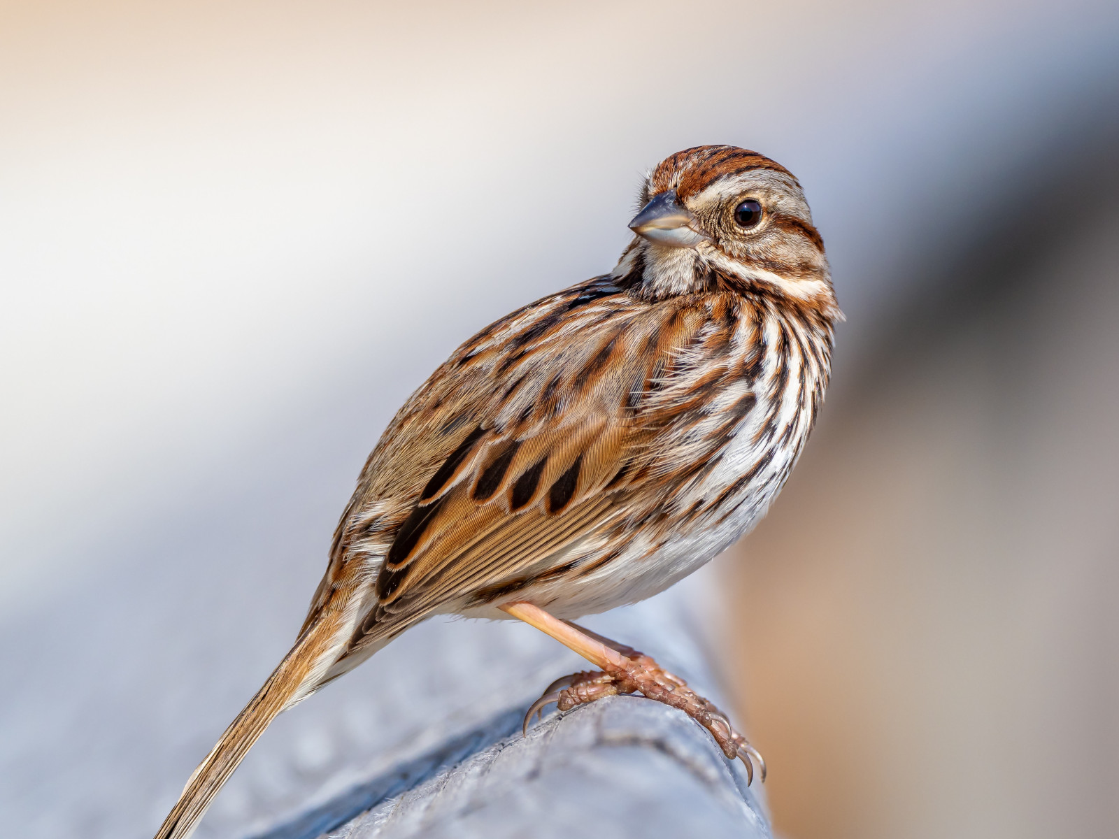 image Song Sparrow