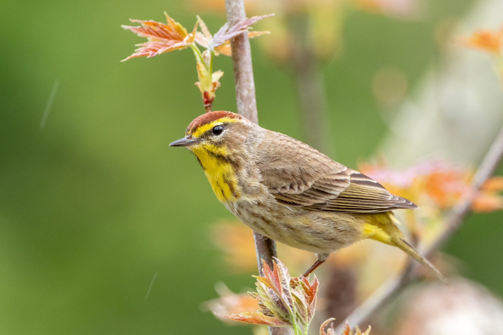image Palm Warbler