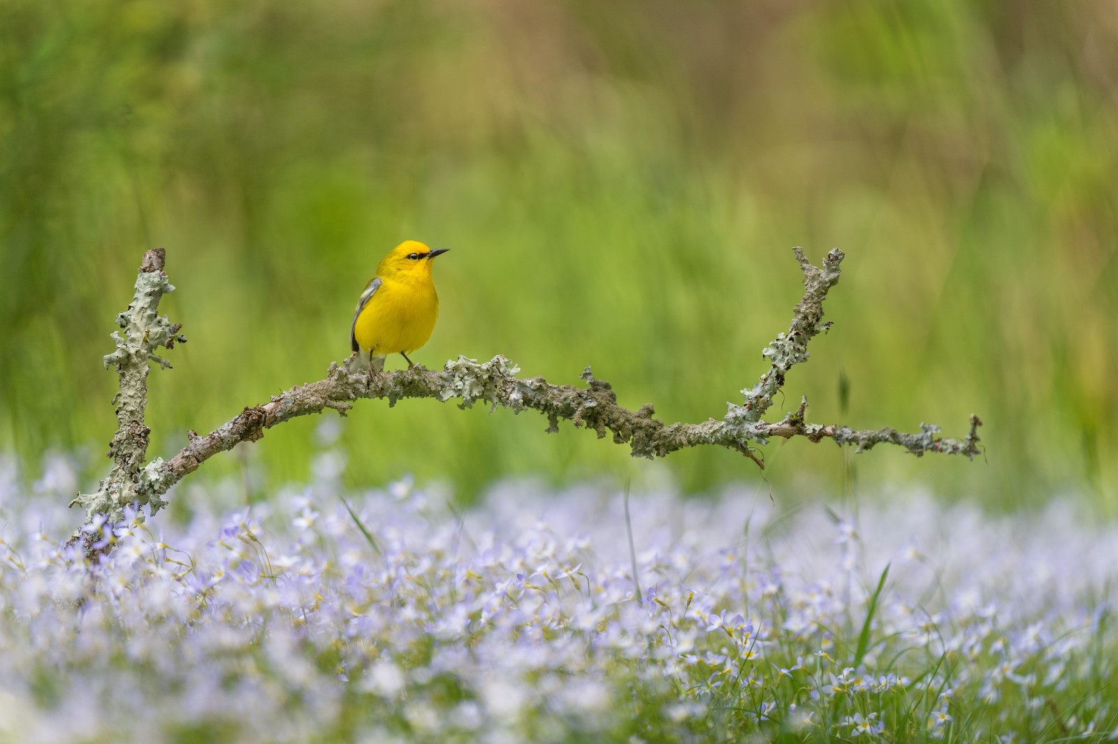 image Blue-winged Warbler