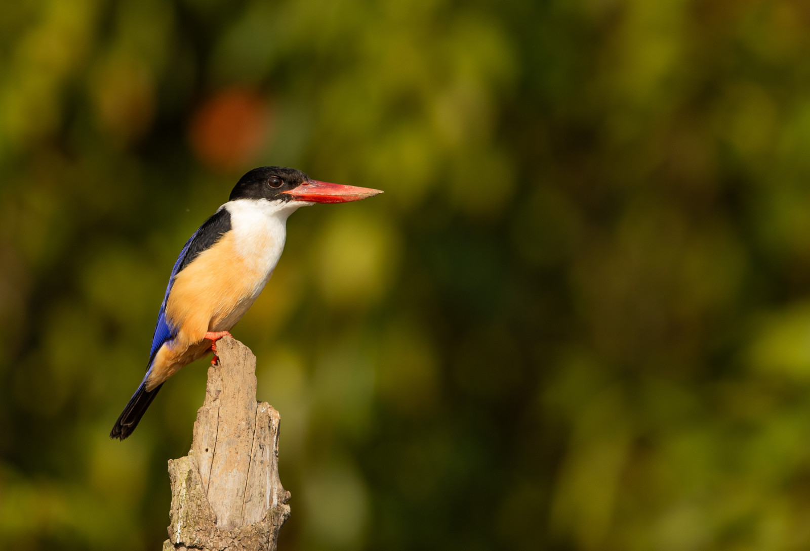 image Black-capped Kingfisher