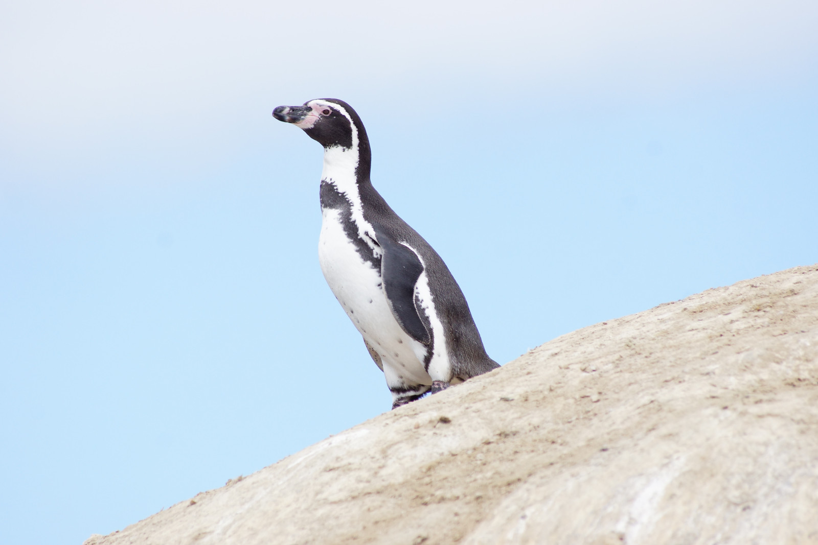 image Humboldt Penguin