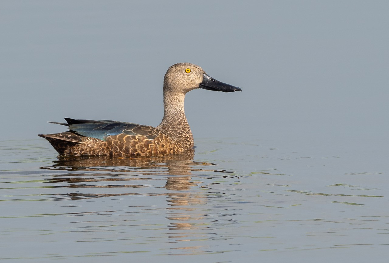 Cape Shoveler (Spatula smithii) | Birdingplaces