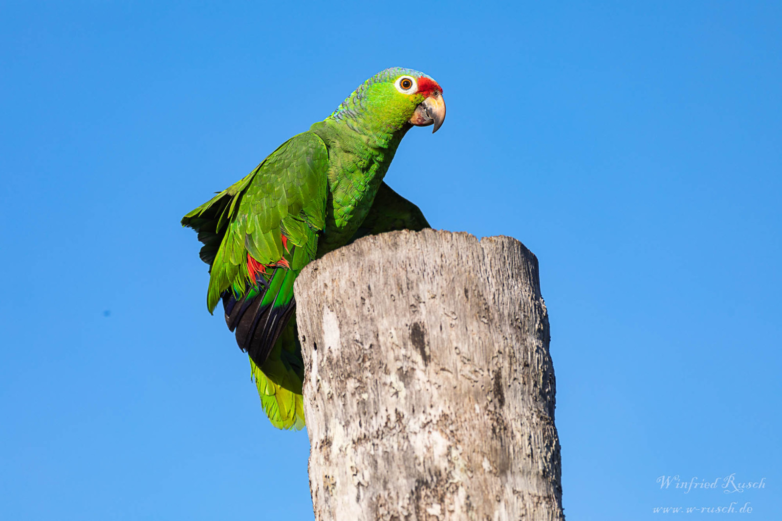 image Red-lored Parrot