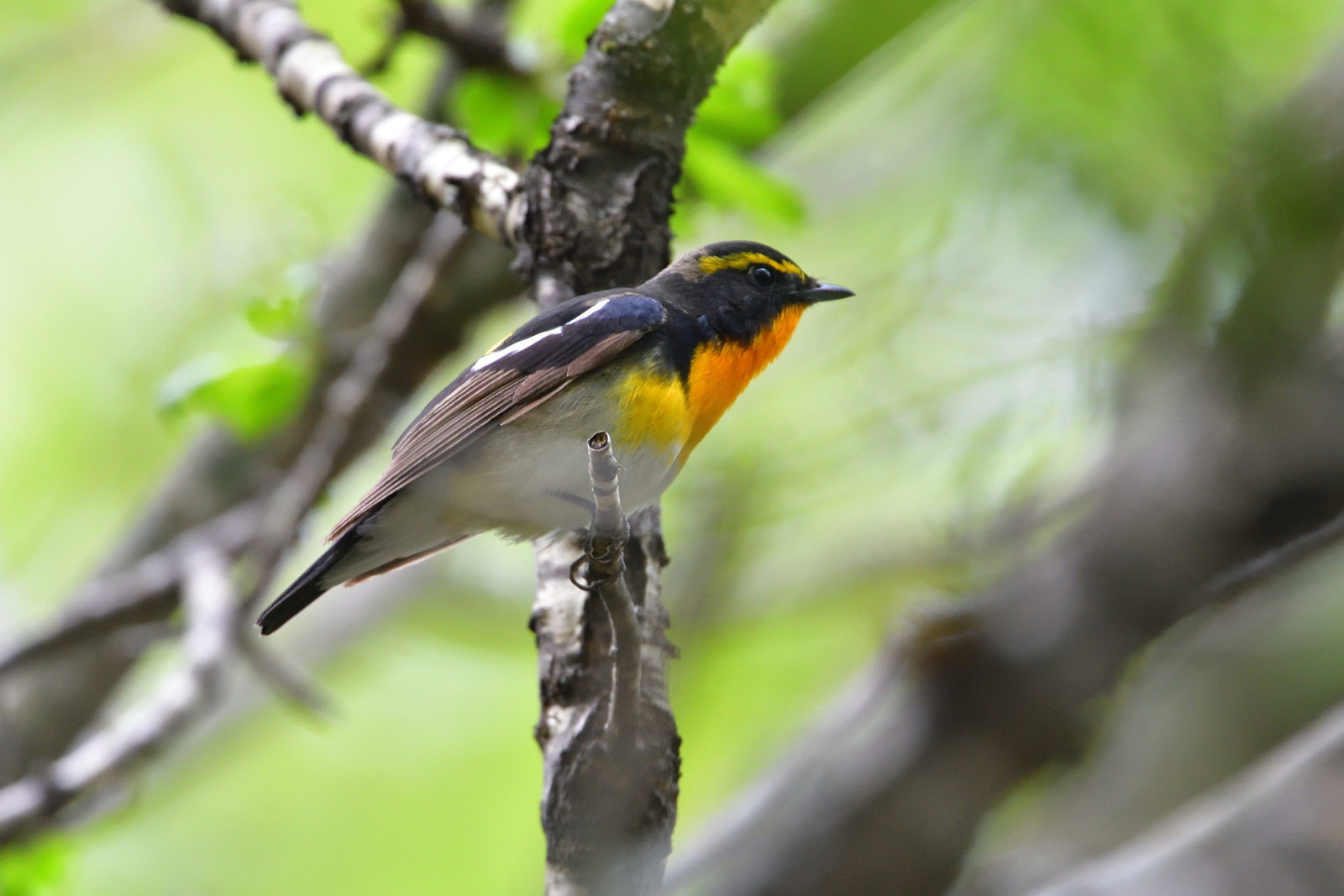 image Narcissus Flycatcher