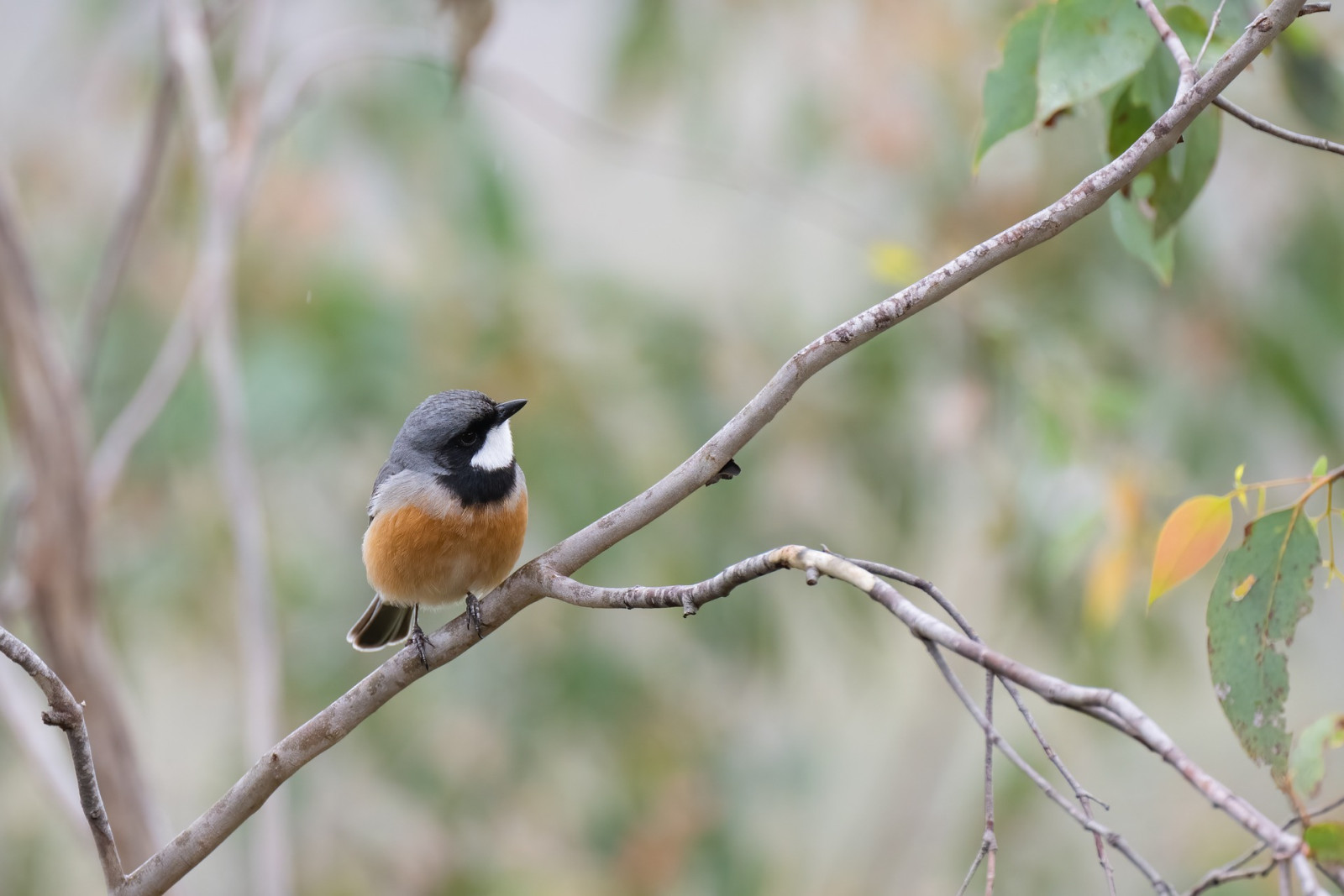 image Rufous Whistler