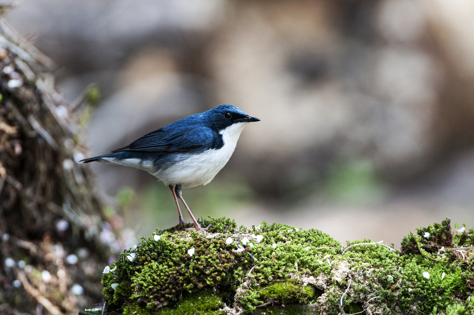 image Siberian Blue Robin
