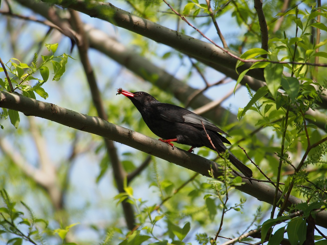 image Black Bulbul