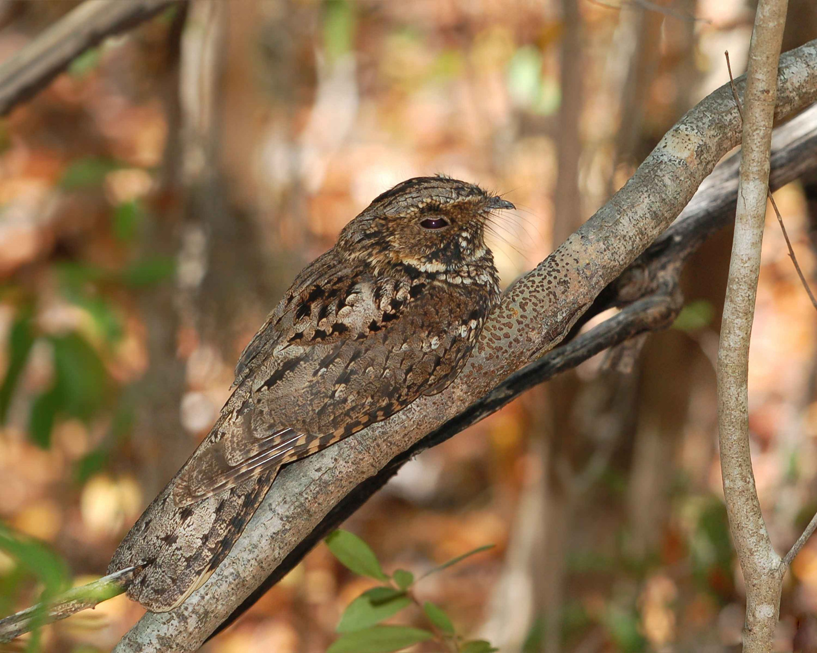 image Puerto Rican Nightjar