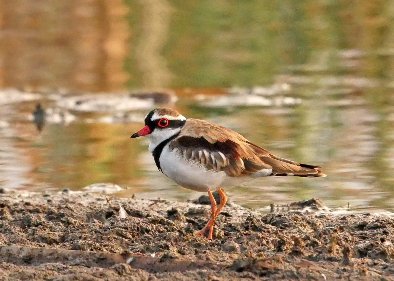 Cooby Dam | Birdingplaces