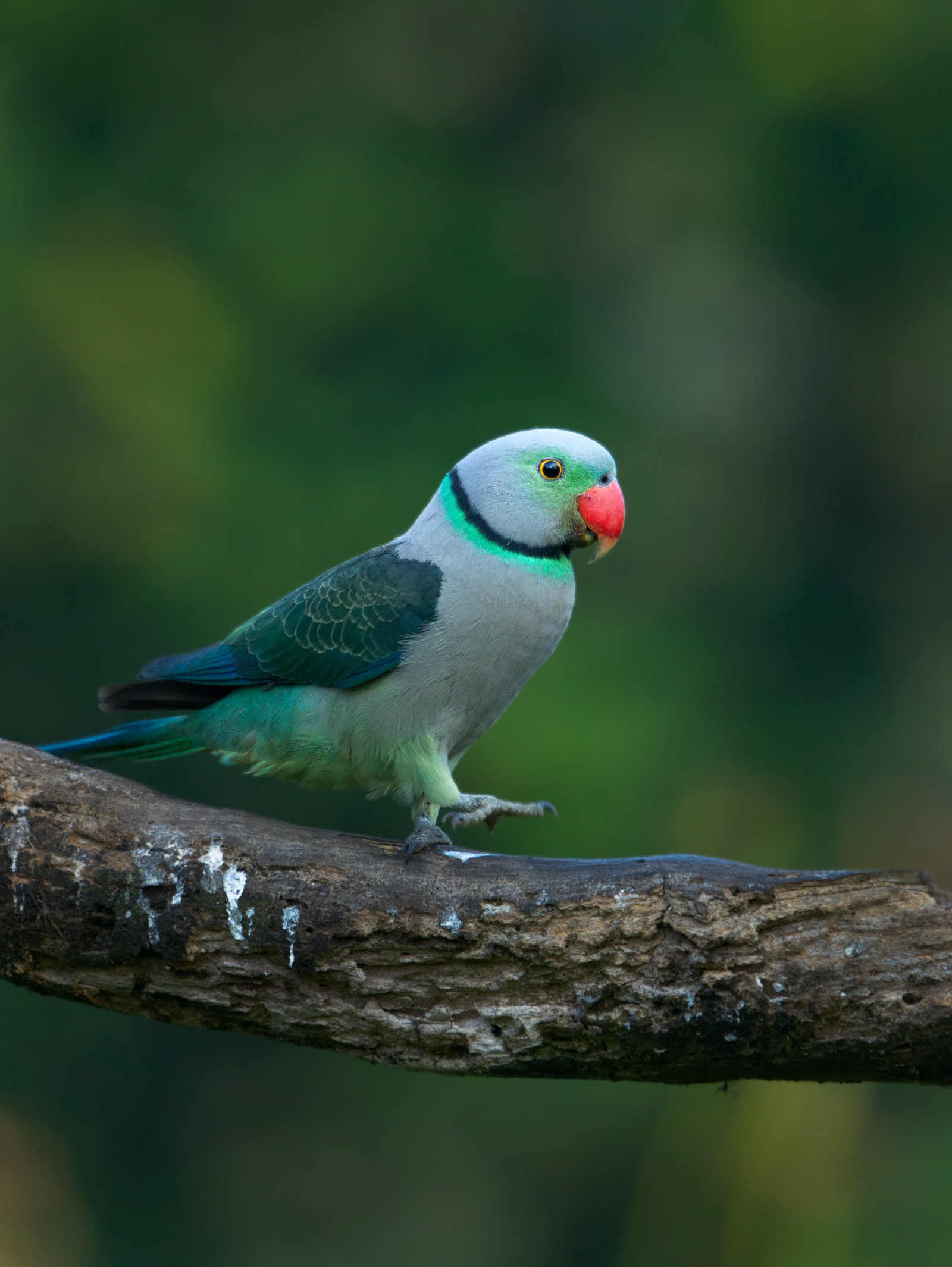 Malabar Parakeet (Psittacula columboides) | Birdingplaces