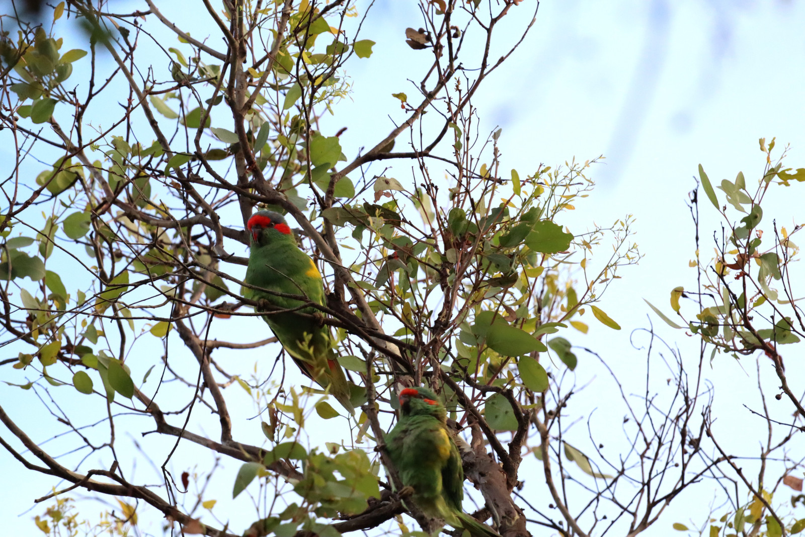 Cooby Dam | Birdingplaces