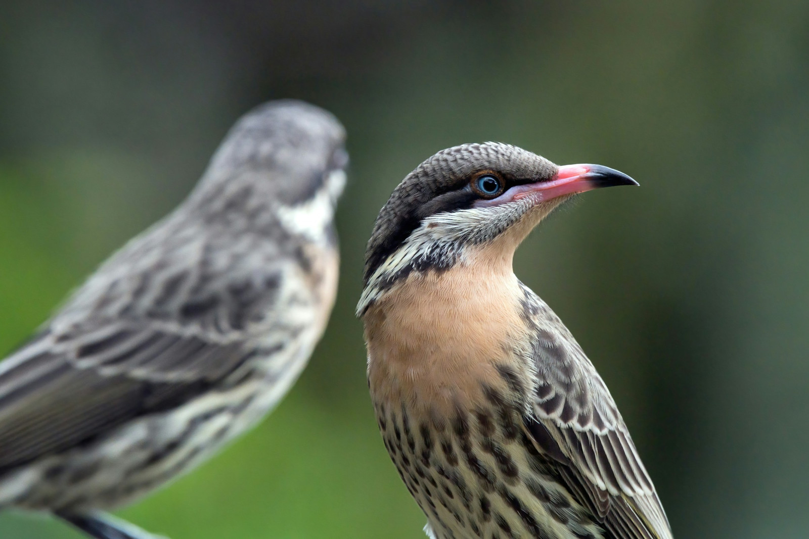image Spiny-cheeked Honeyeater