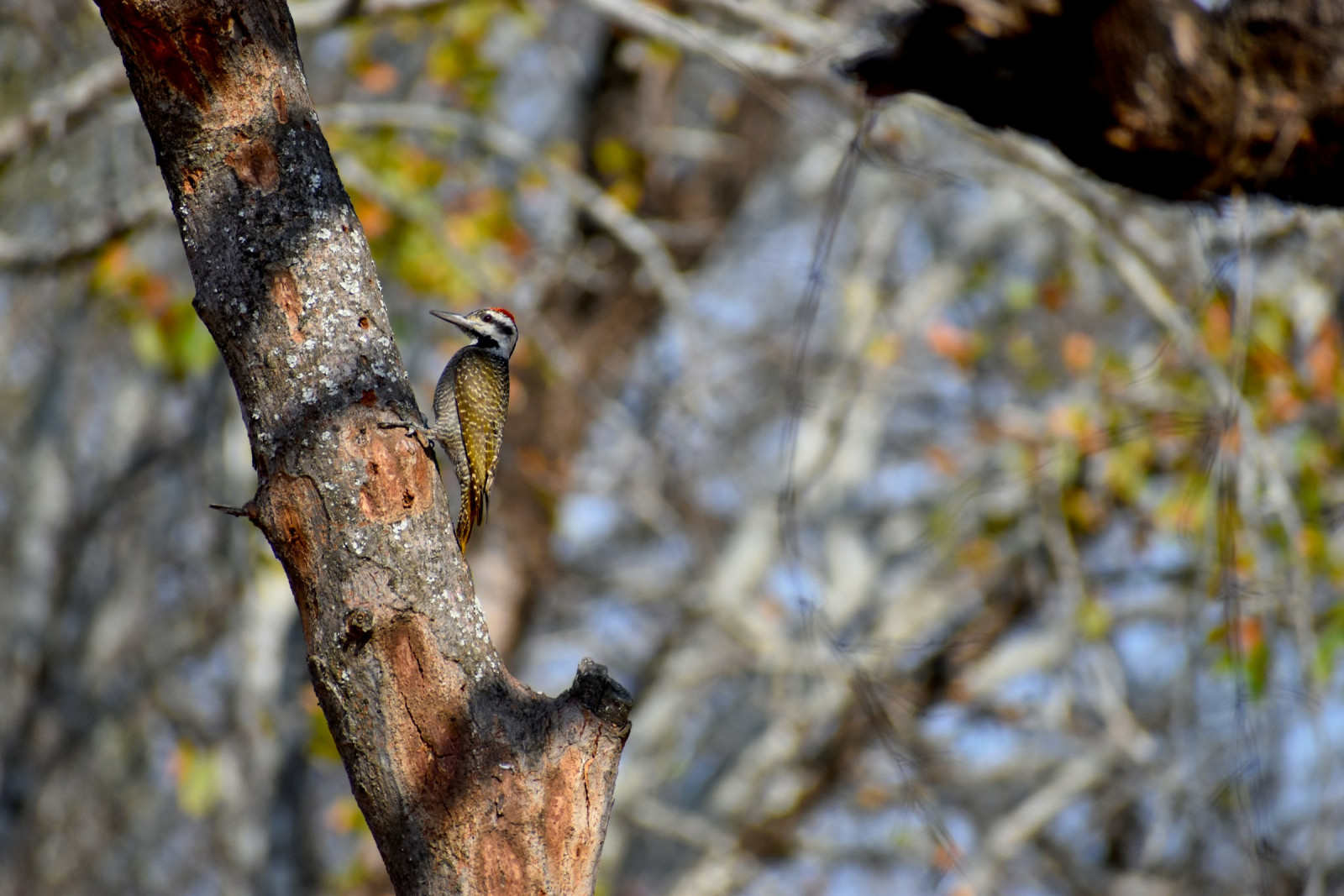 image Bearded Woodpecker