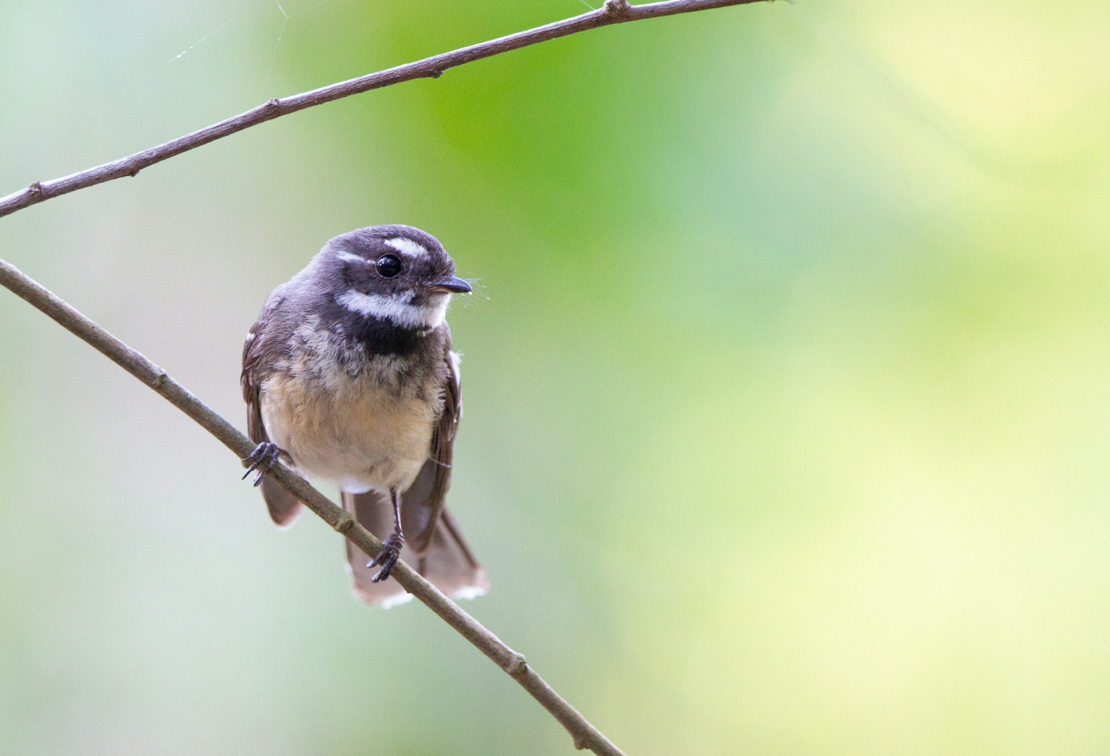 image Grey Fantail