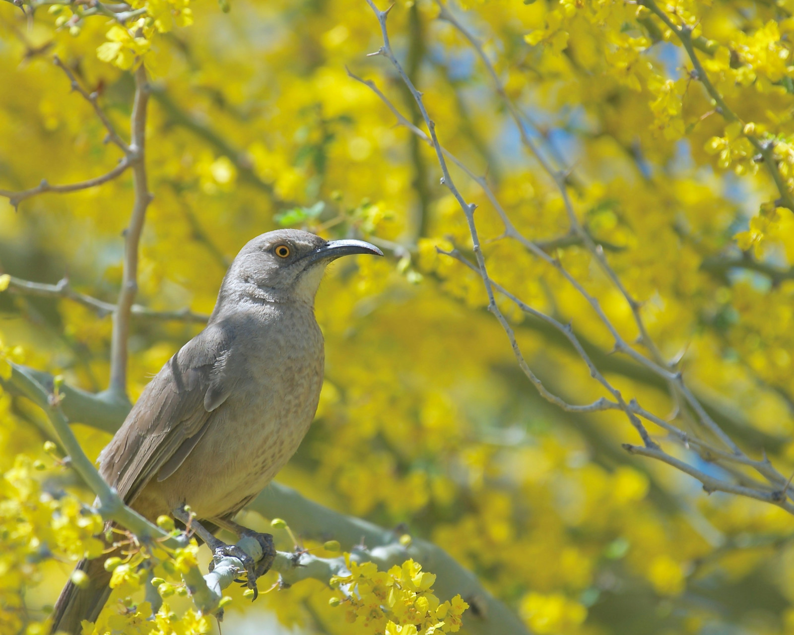 image Curve-billed Thrasher