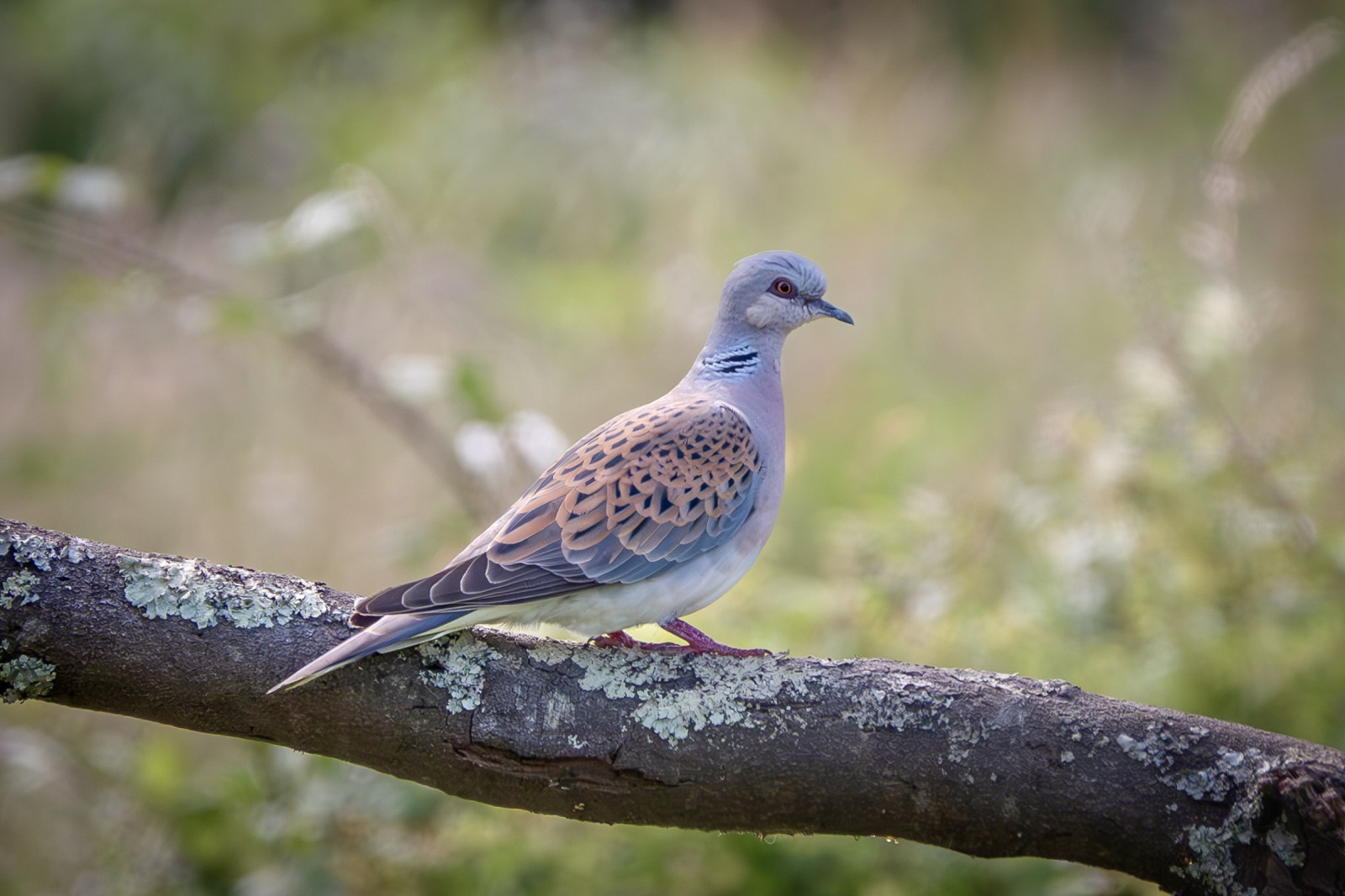 Half Moon Common - Court Copse | Birdingplaces