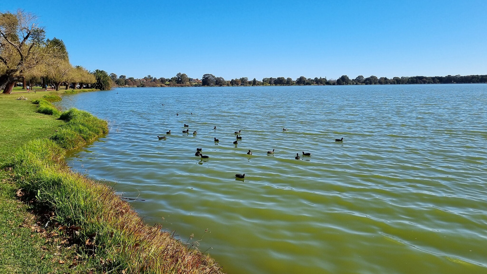 Lake Monger | Birdingplaces