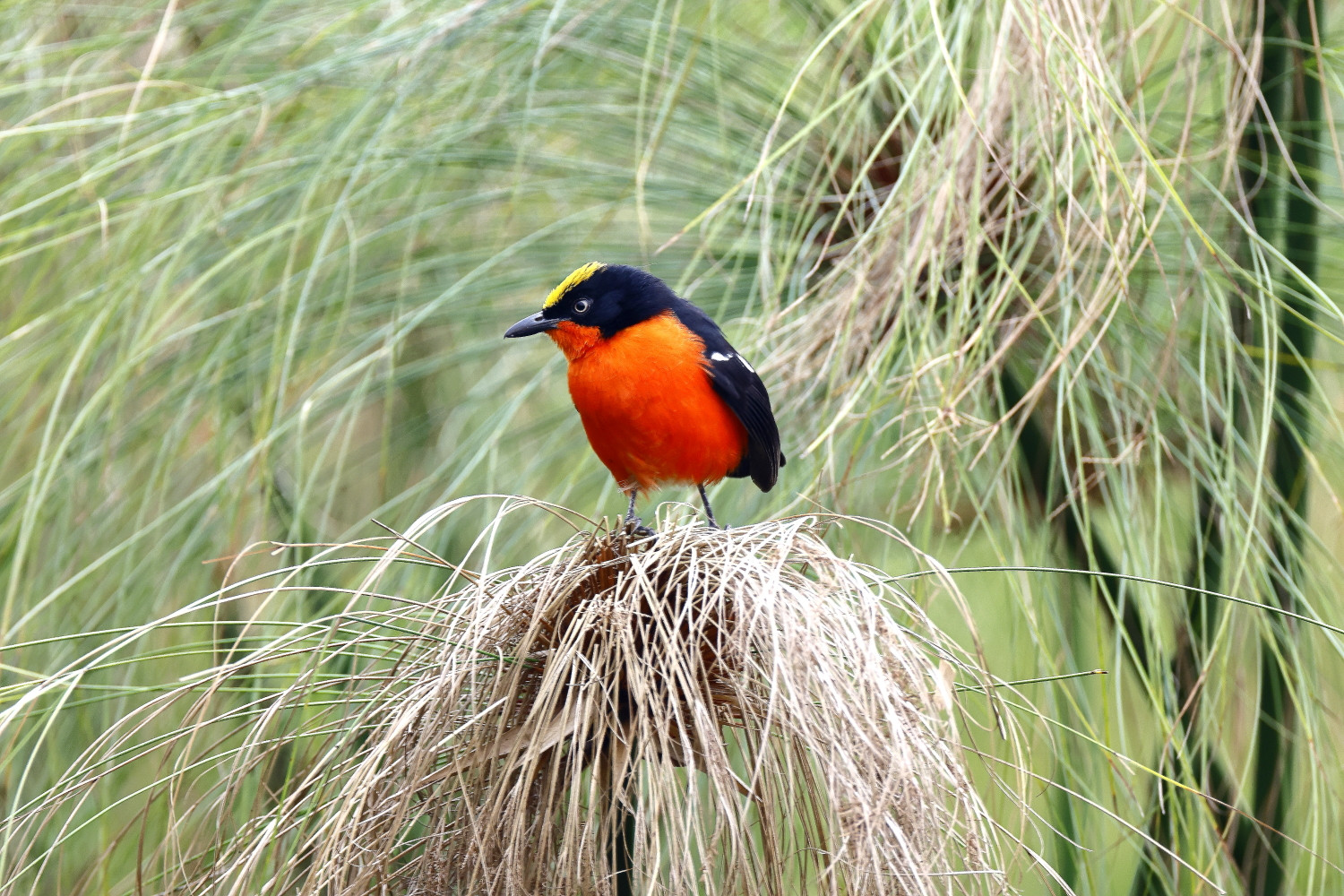 image Papyrus Gonolek