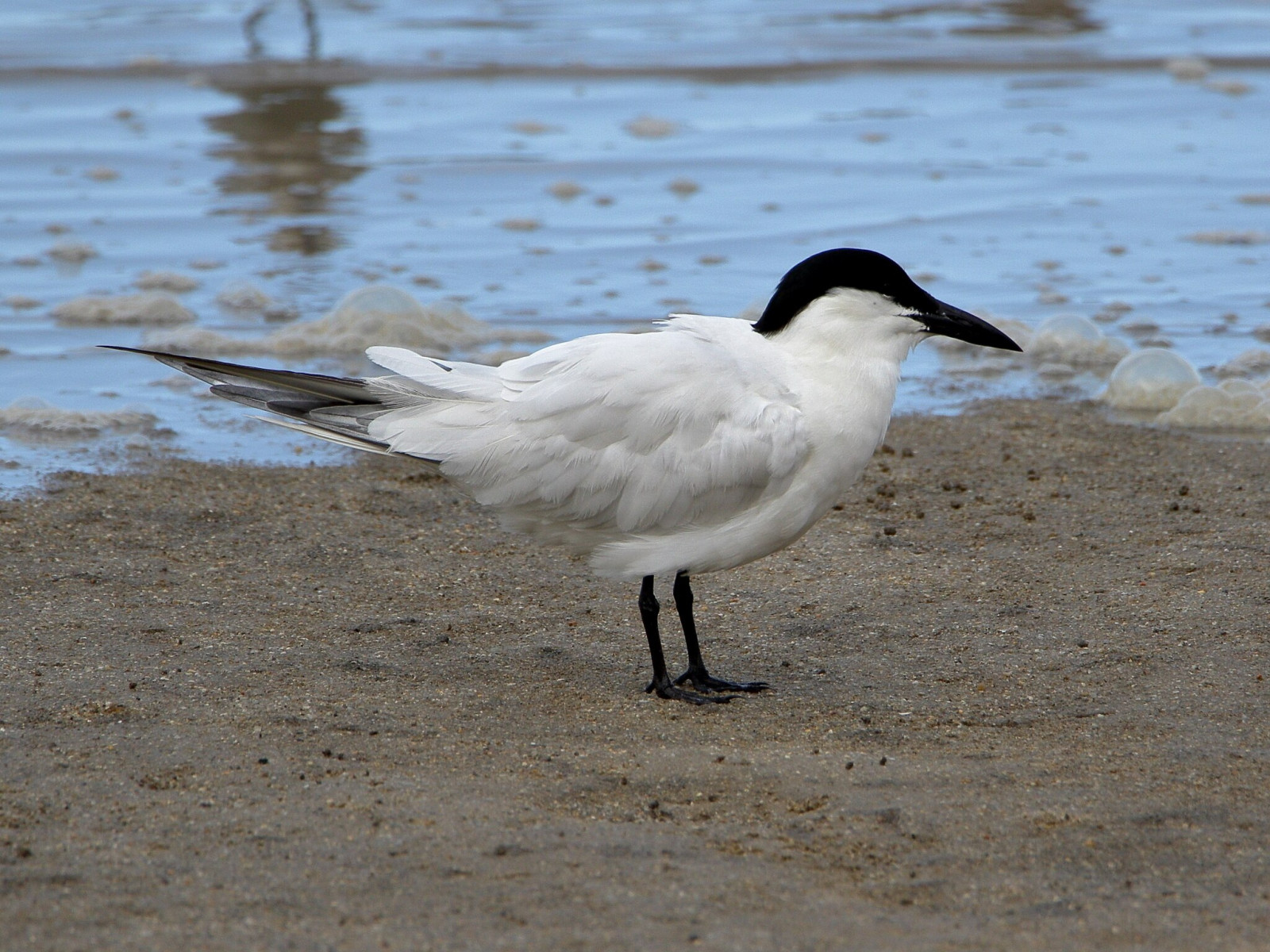 image Australian Tern