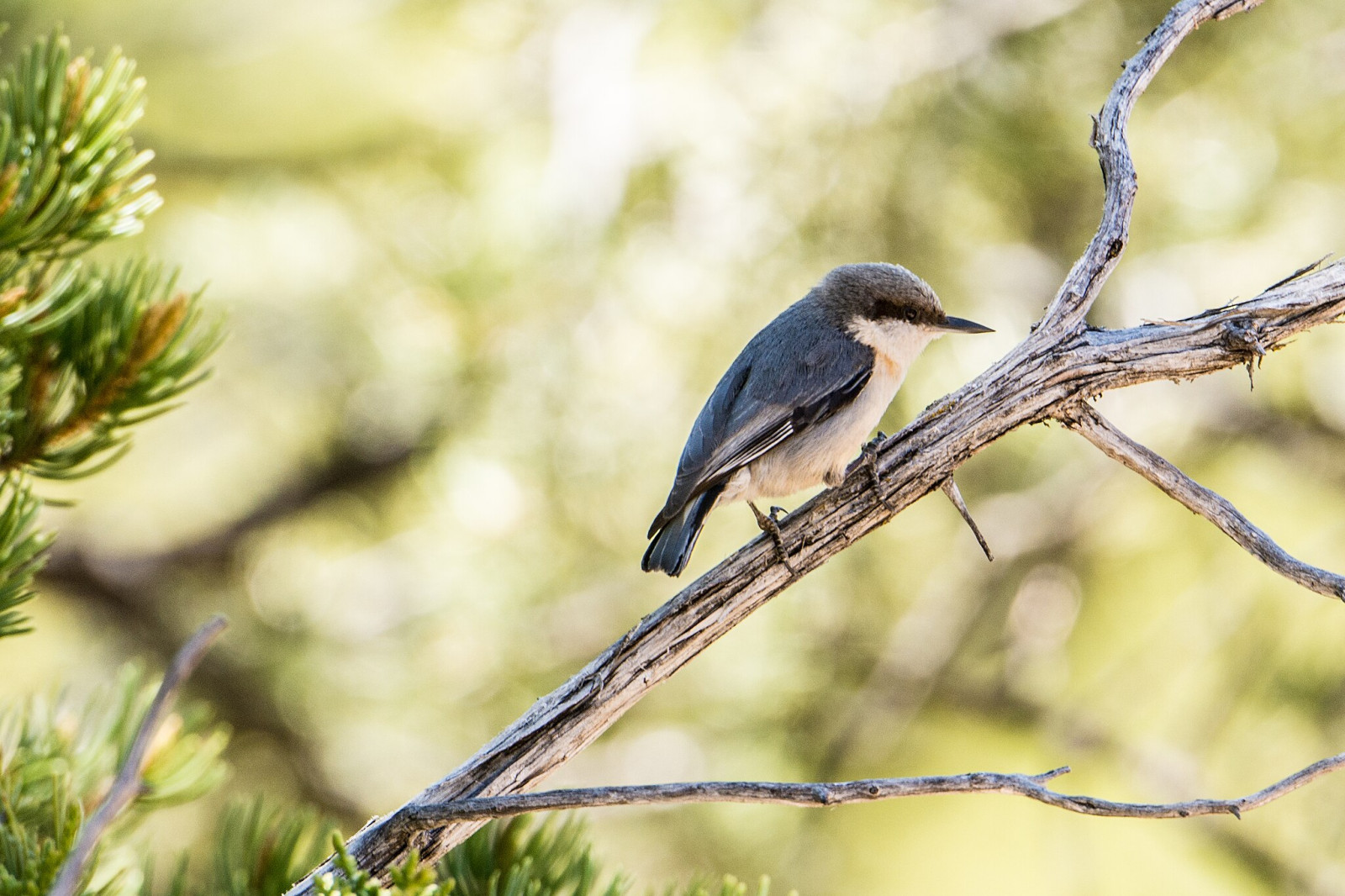 image Pygmy Nuthatch